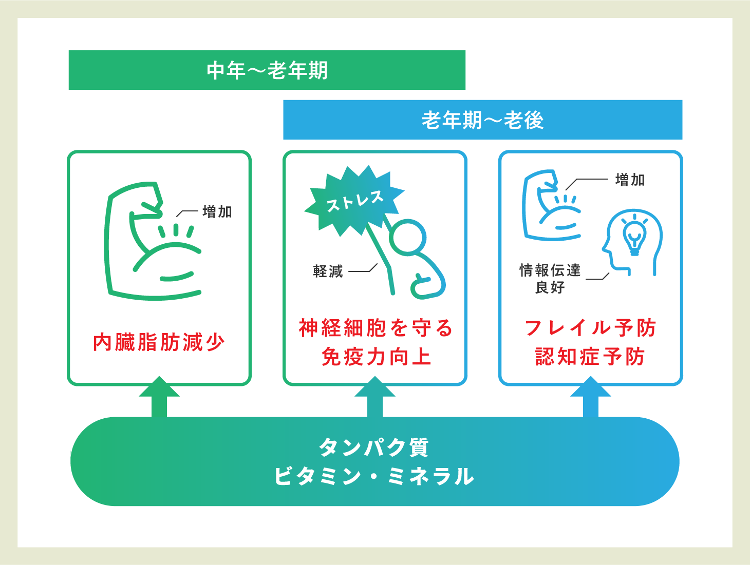 内臓脂肪減少・神経細胞を守る免疫力向上・フレイル予防認知症予防 ← タンパク質ビタミン・ミネラル