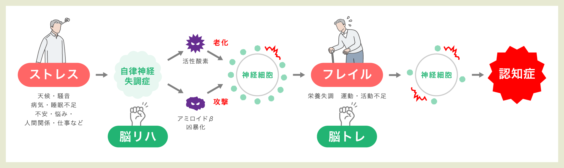 ストレス→自律神経失調症【←脳リハ】→活性酸素・アミロイドβ凶暴化→老化・攻撃→神経細胞→フレイル【←脳トレ】→神経細胞→認知症