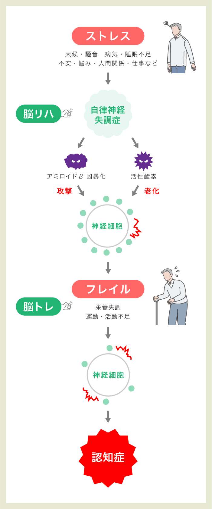 ストレス→自律神経失調症【←脳リハ】→活性酸素・アミロイドβ凶暴化→老化・攻撃→神経細胞→フレイル【←脳トレ】→神経細胞→認知症